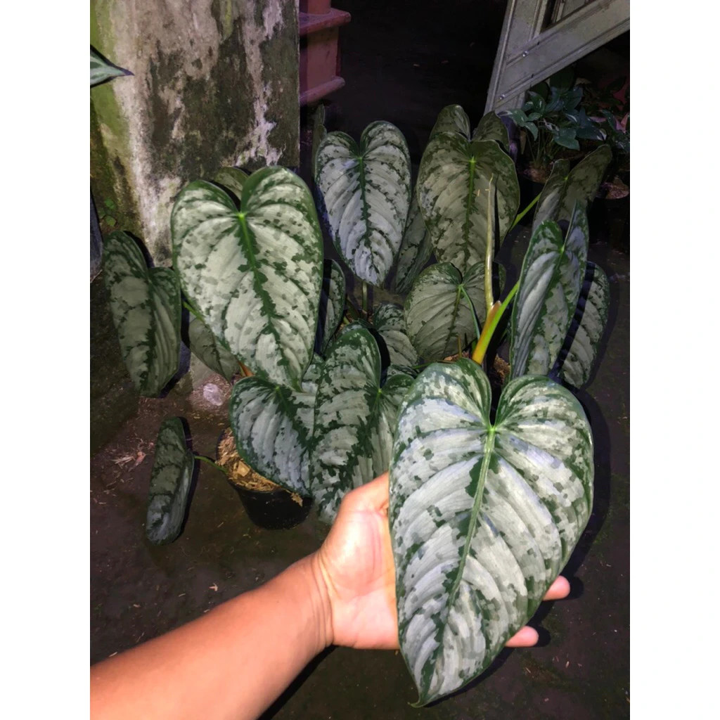 Philodendron Brandtianum Mature Size Live Tropical Plant PL118