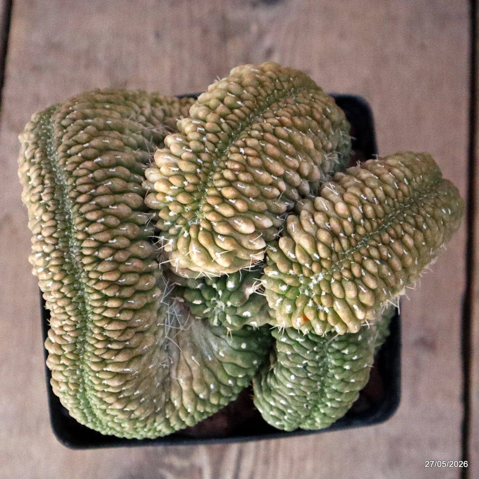 A7151 GYMNOCALYCIUM BALDIANUM CRESTED GRAFT pot12-H13-W14 cm MaMa Cac