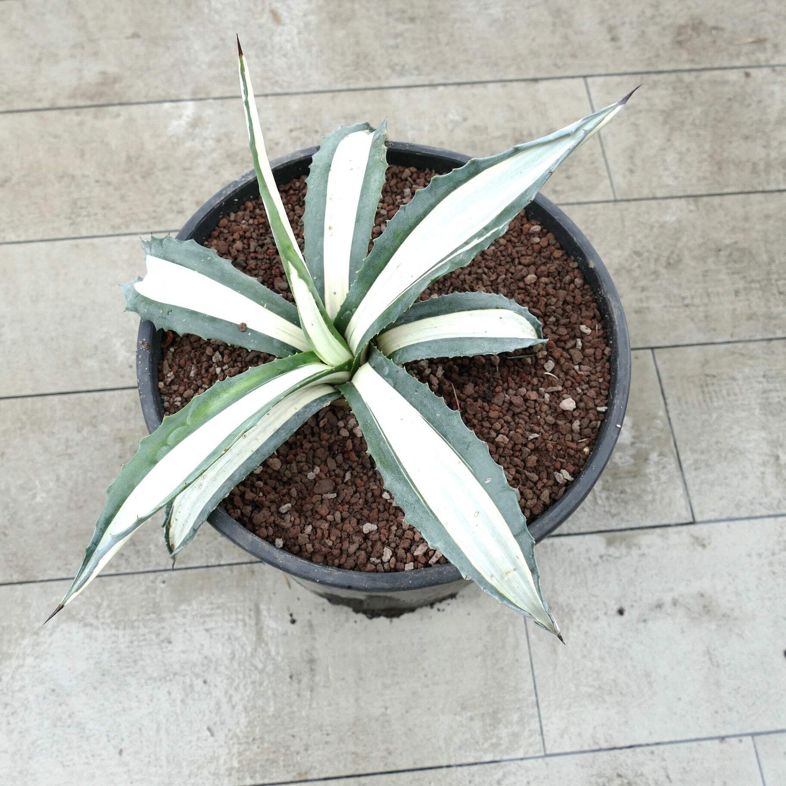 Agave americana MEDIOPICTA ALBA WHITE VARIEGATED 31cm – Century plant | American