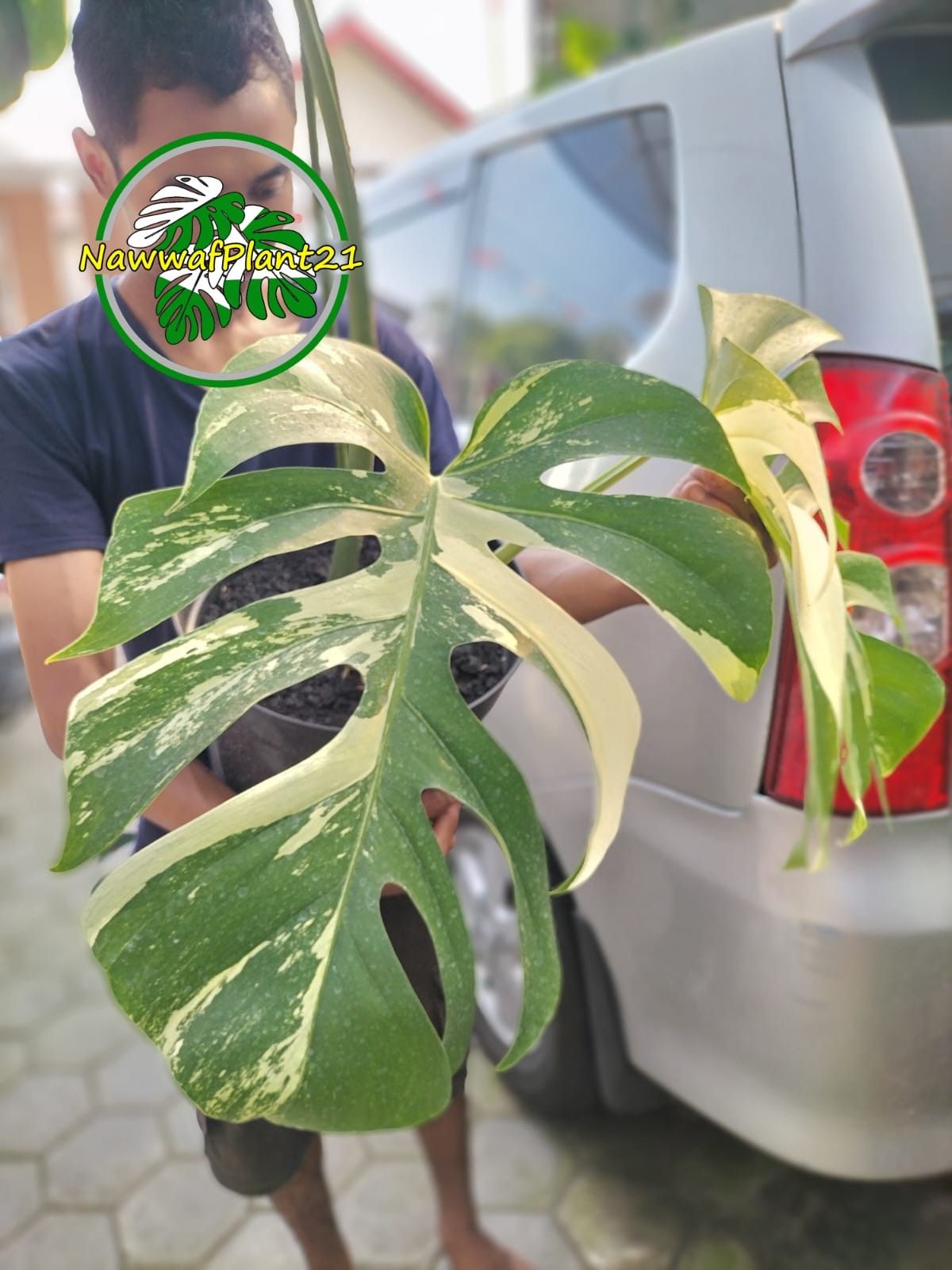 Monstera Jungle Mint Variegated Mature Real Picture Big Size 3 Leaf