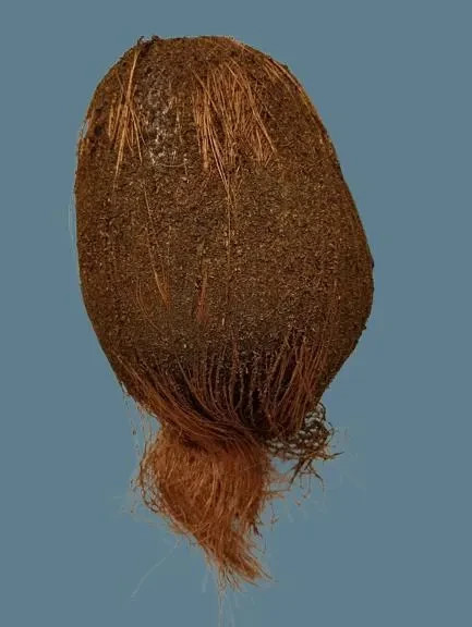 7″ weighted artificial coconut