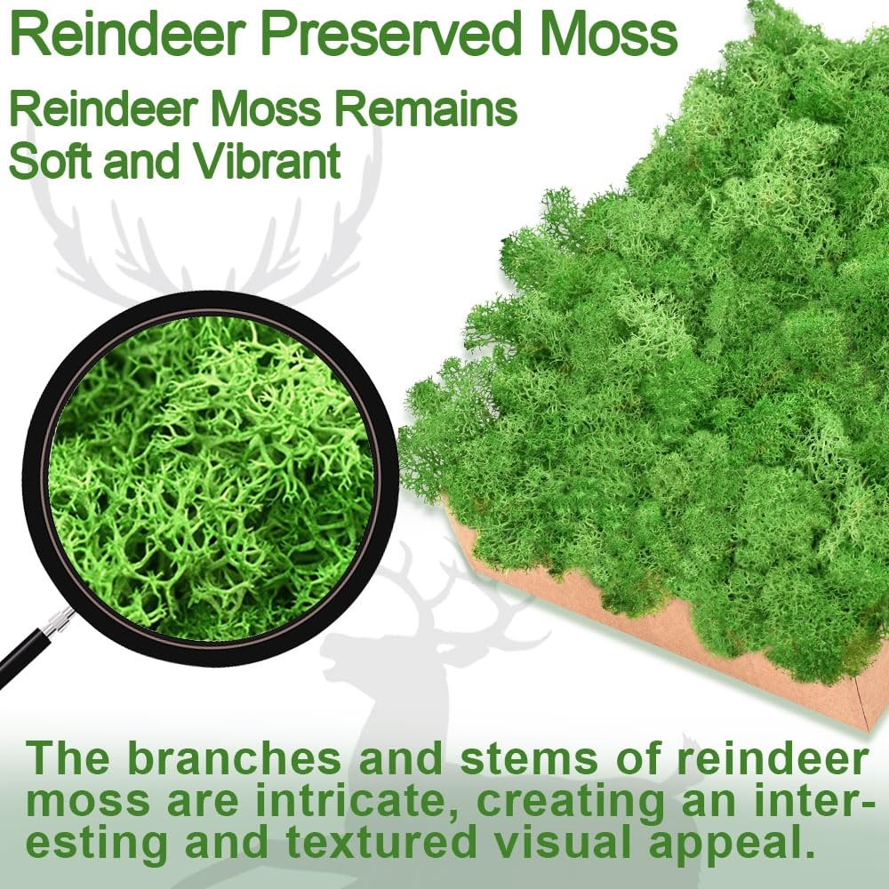 Preserved Reindeer Moss Set, 14 oz, Green, Dark Green, Chartreuse and White C…