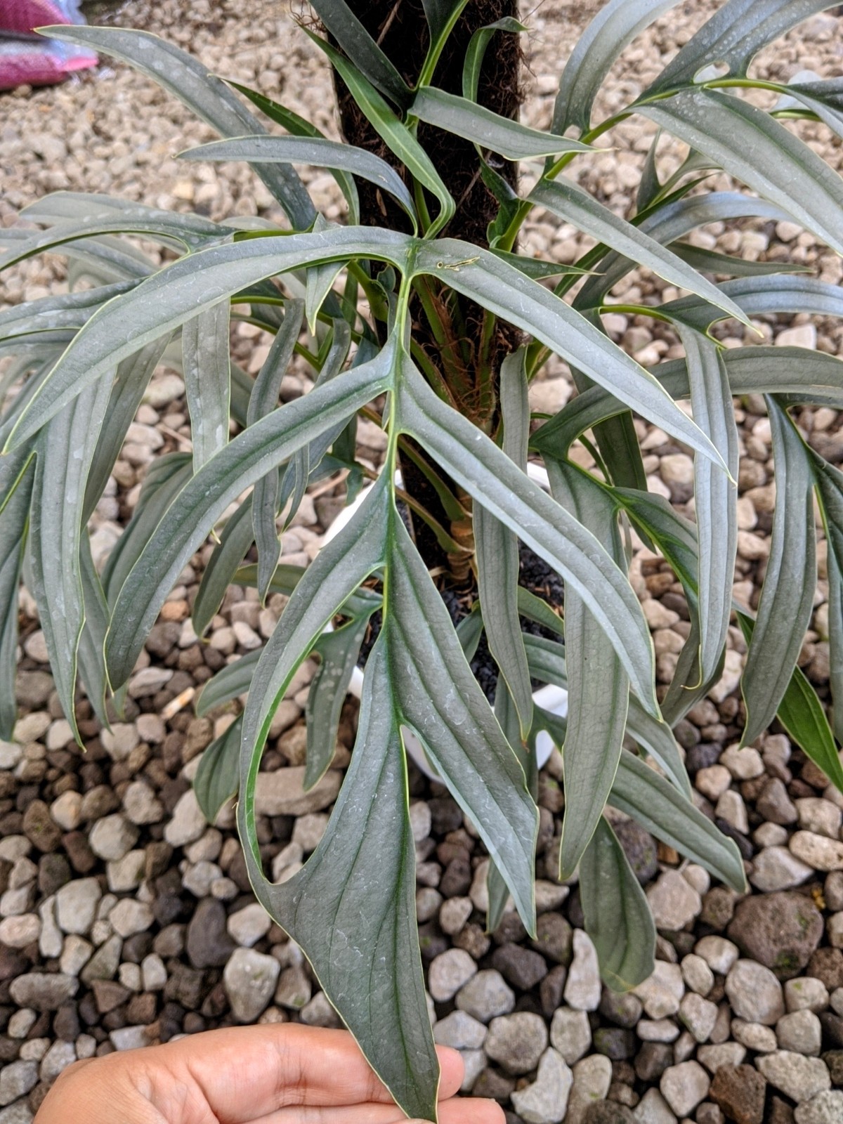 Raphidopora Tenuis Silver Large Size Real Picture