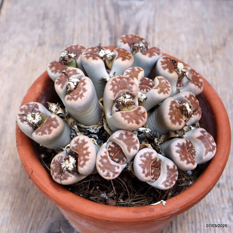 A7169 LITHOPS HALLII CLUSTER pot14-H7-W13 cm MaMa Cactus