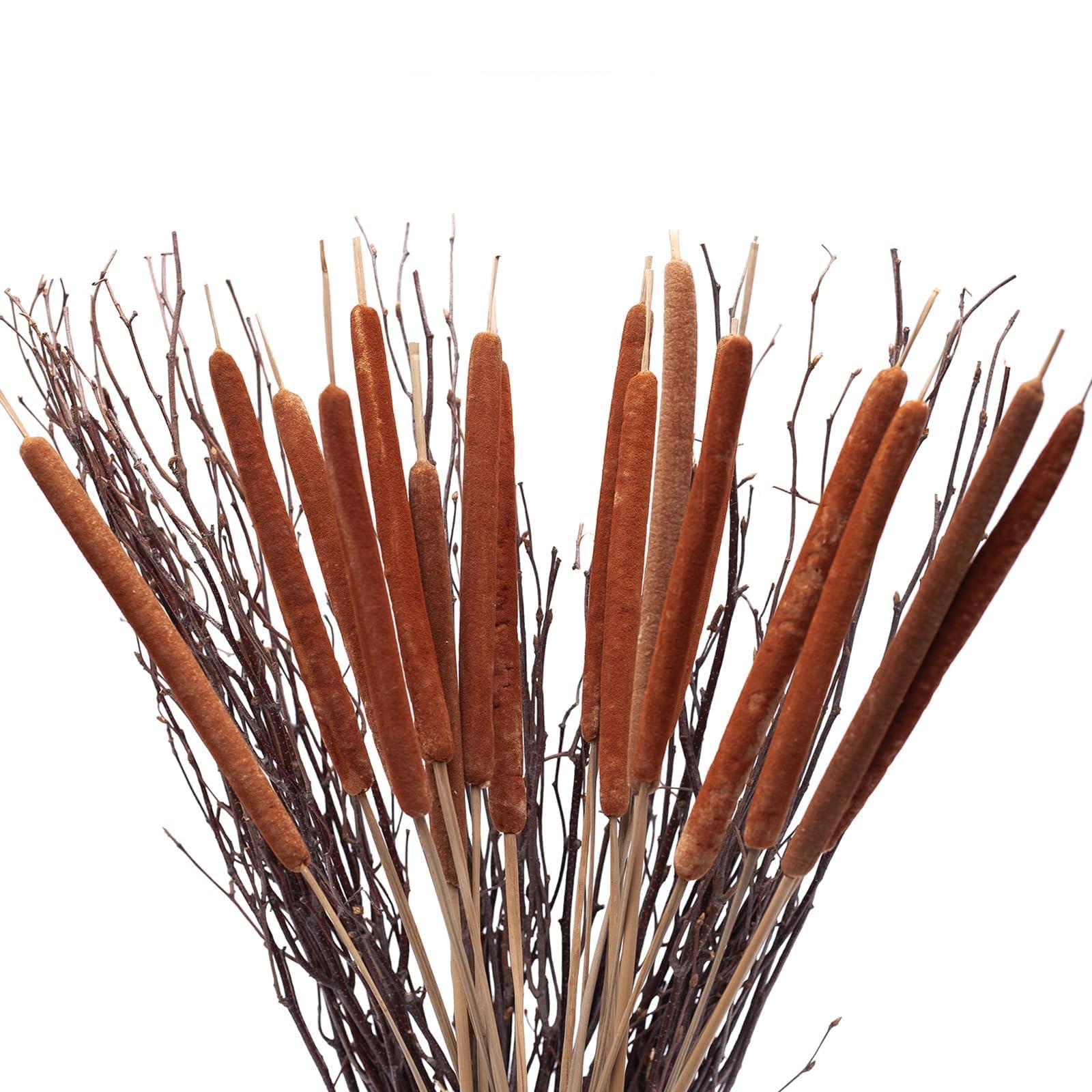 Dried Natural Cattails Jumbo Size For DIY Floral Decor 0.75×24 Inch 20 PCS