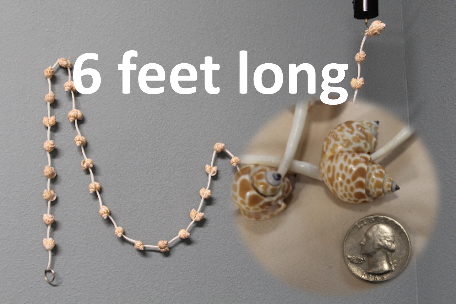 Handmade Sea Shell Garland Beach Display Decor 6 Feet Long XL Size, GS-wll