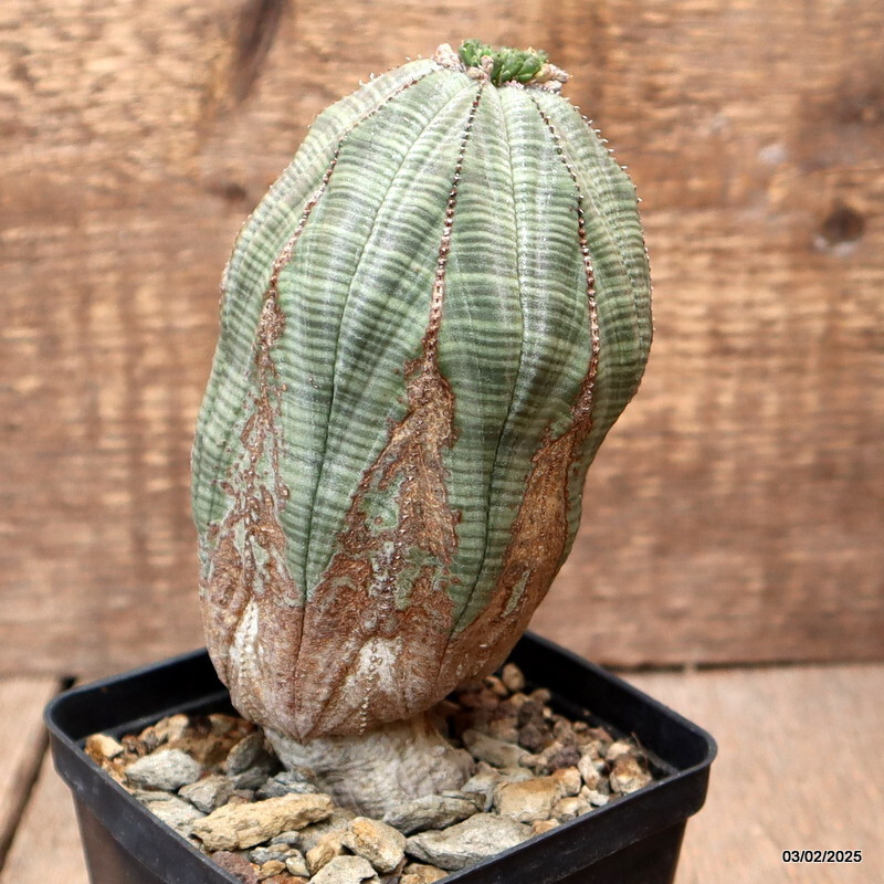 D2716 EUPHORBIA OBESA ARROW OLD pot10-H16-W8 cm MaMa Cactus