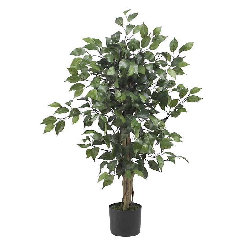 3′ Ficus Silk Tree