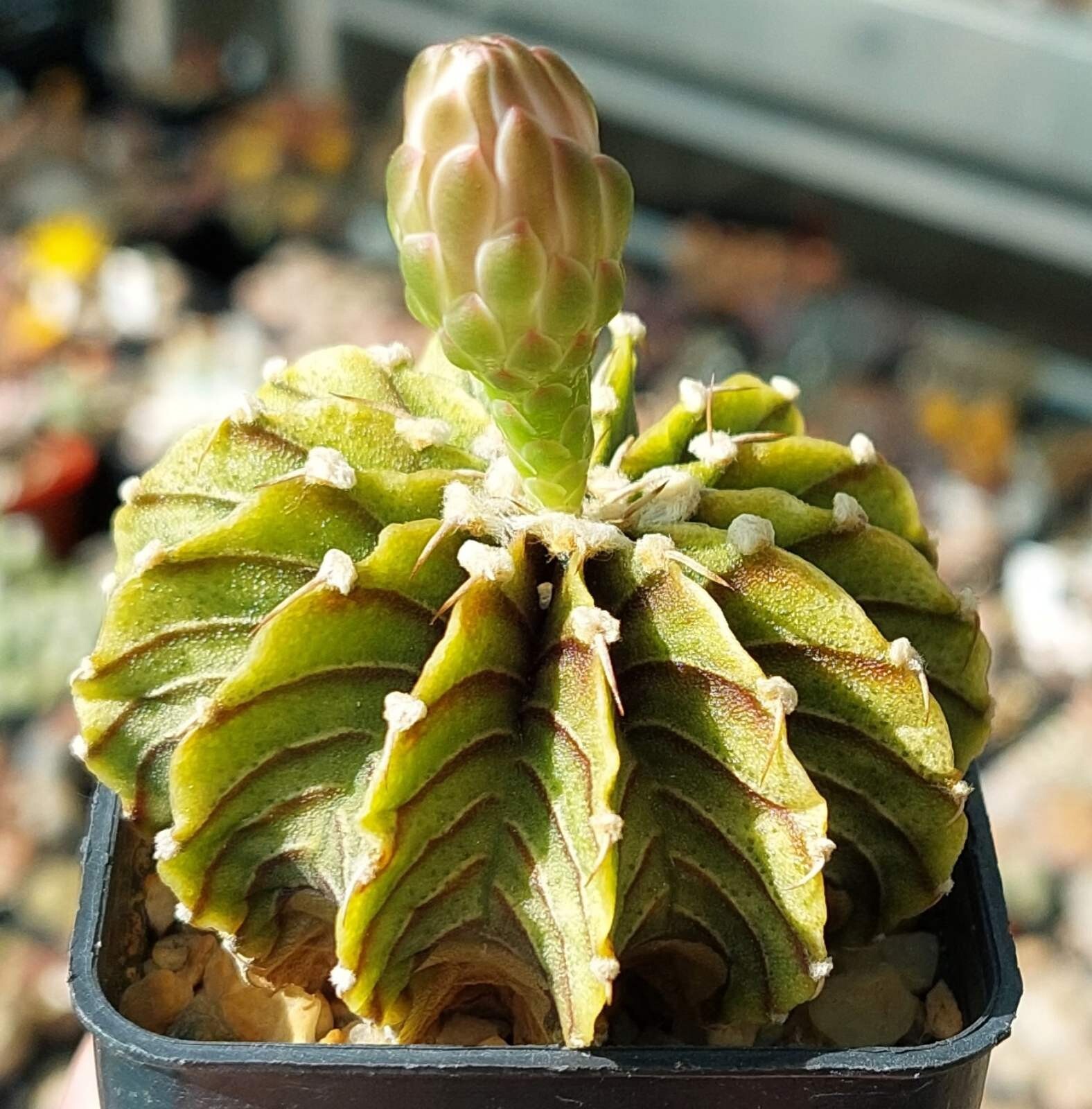 Gymnocalycium friedrichii LB 2178 15seeds harvest 2024