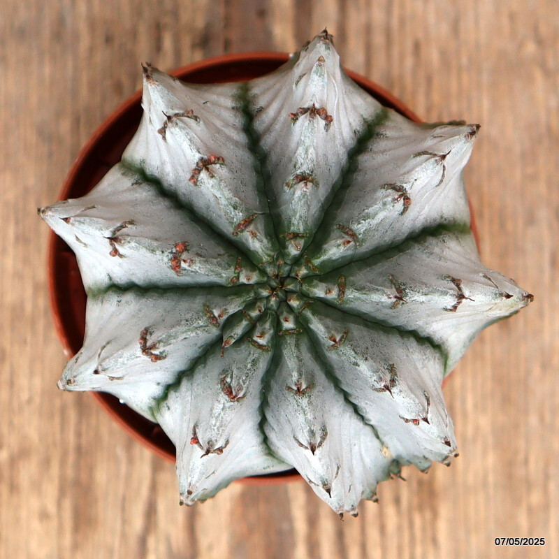 D3936 EUPHORBIA HORRIDA SNOWFLAKE pot8,5-H9-W9 cm MaMa Cactus
