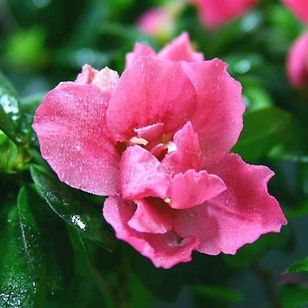 (10) GARDENIA SEEDS perennial flower garden bed bush plant USA SELLER W/TRACK