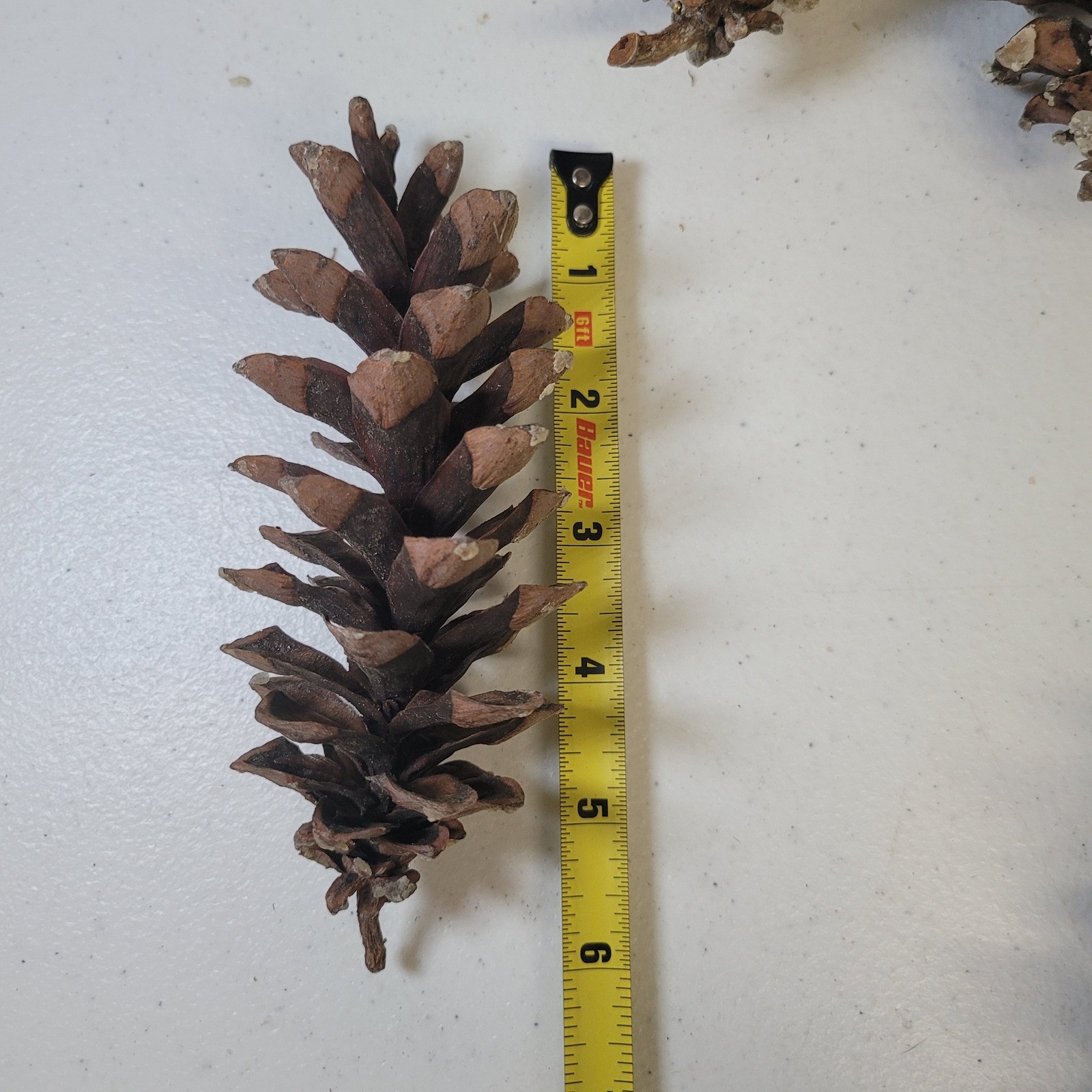 White Pine Cones Michigan 11 Upper Peninsula Tree Forest Crafts Decor Cabin Sap