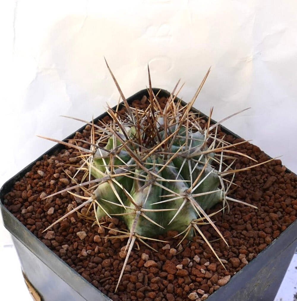 Echinocactus ingens STRONG SPINES 110L – Giant barrel cactus | Giant echinocactu