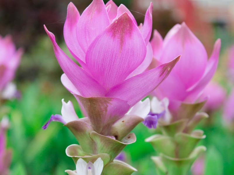 1 Bulb Curcuma alismatifolia,Siam Tulip, Curcuma tulip