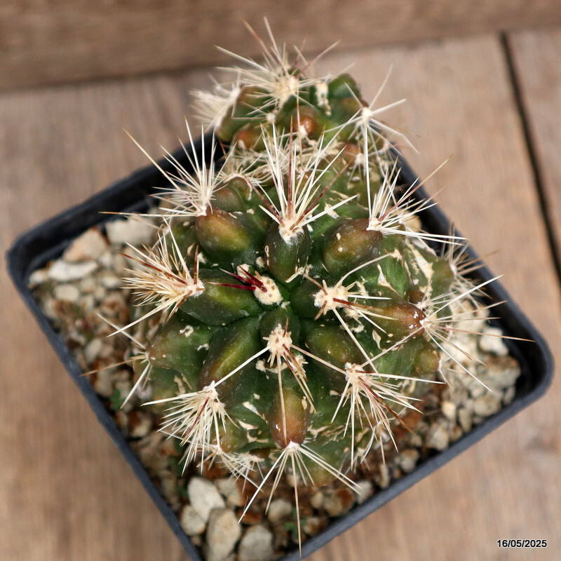 D4217 FEROCACTUS FLAVOVIRENS X RODANTHUS MONSTER pot10-H10-W10 cm MaMa Cactus