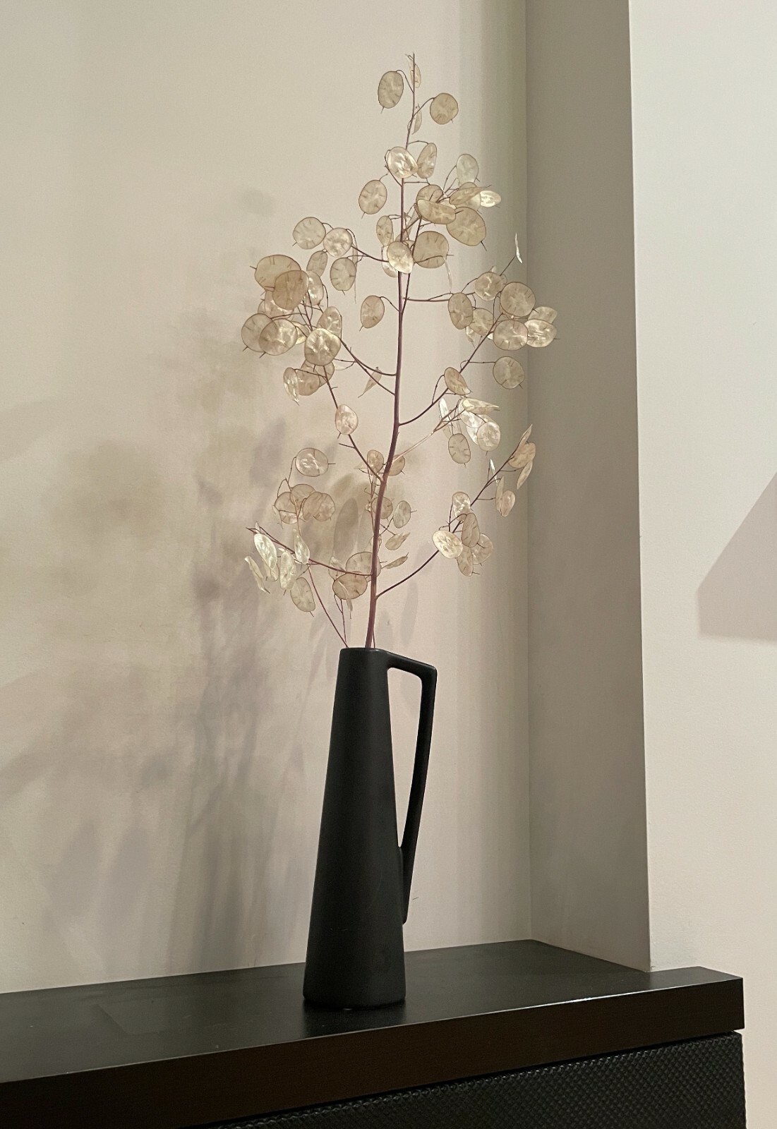 RARE DRIED LUNARIA MOONWORTH HONESTY SILVER DOLLAR PLANT WITH BLACK VASE