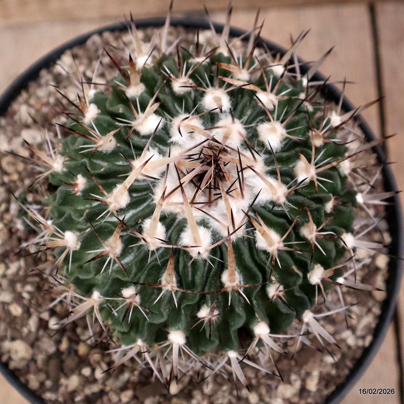 D7780 ECHINOFOSSULOCACTUS CRISPATUS pot18-H11-W10,5 cm MaMa Cactus