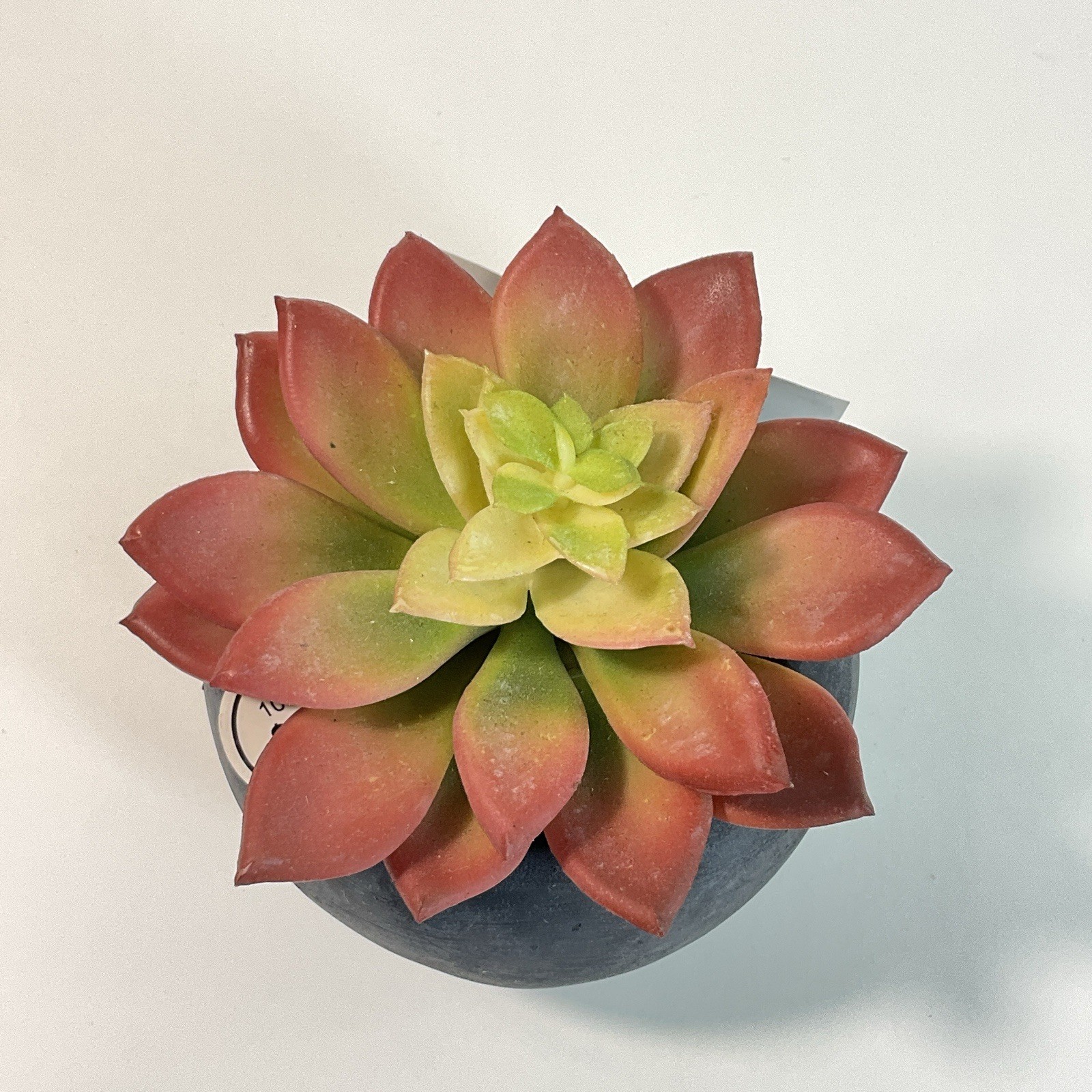 Artificial Succulent Plant in a Black Pot 4” Table Decoration