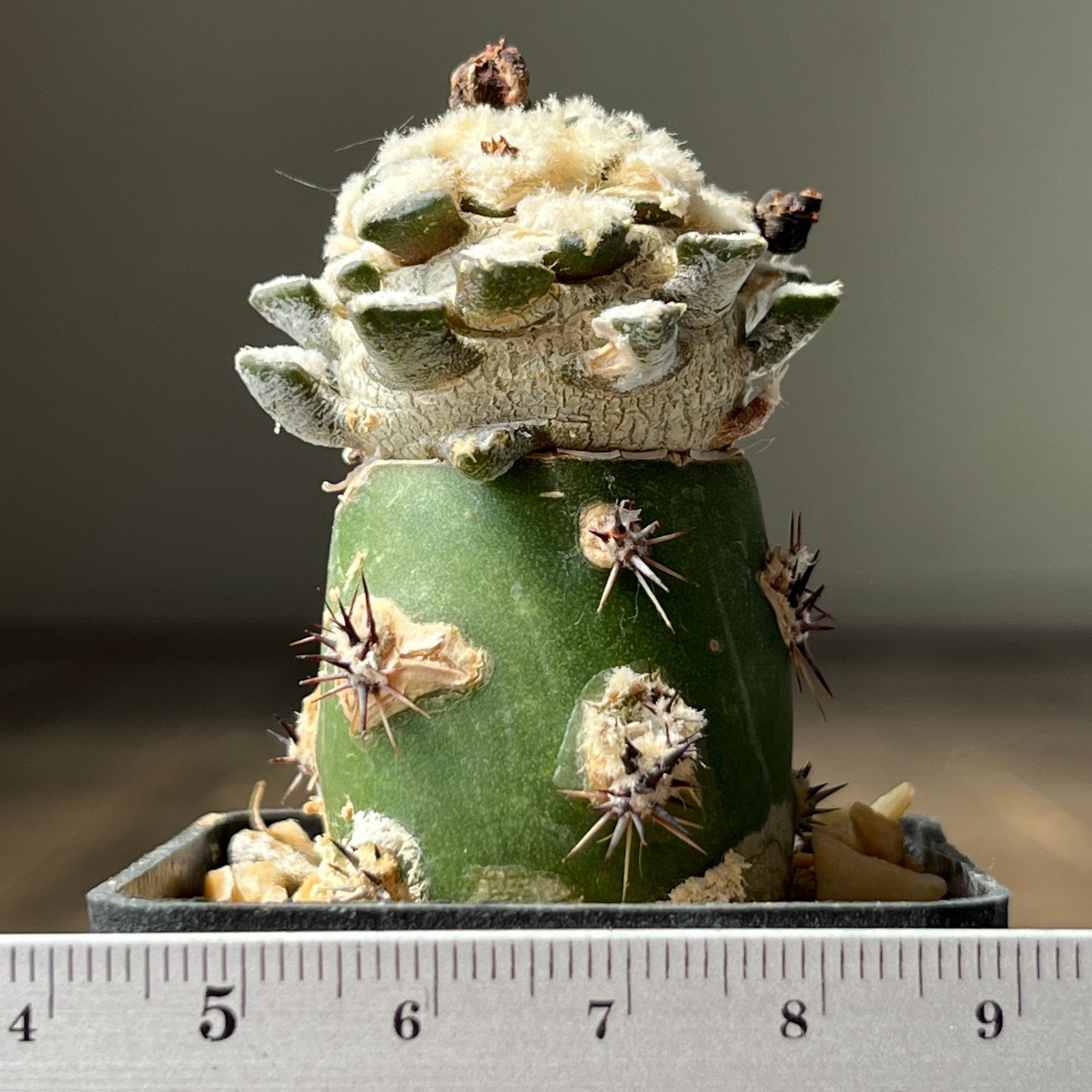 A9-4254 Cactus kotschoubeyanus, VM256, Viesca, Coah, grafted