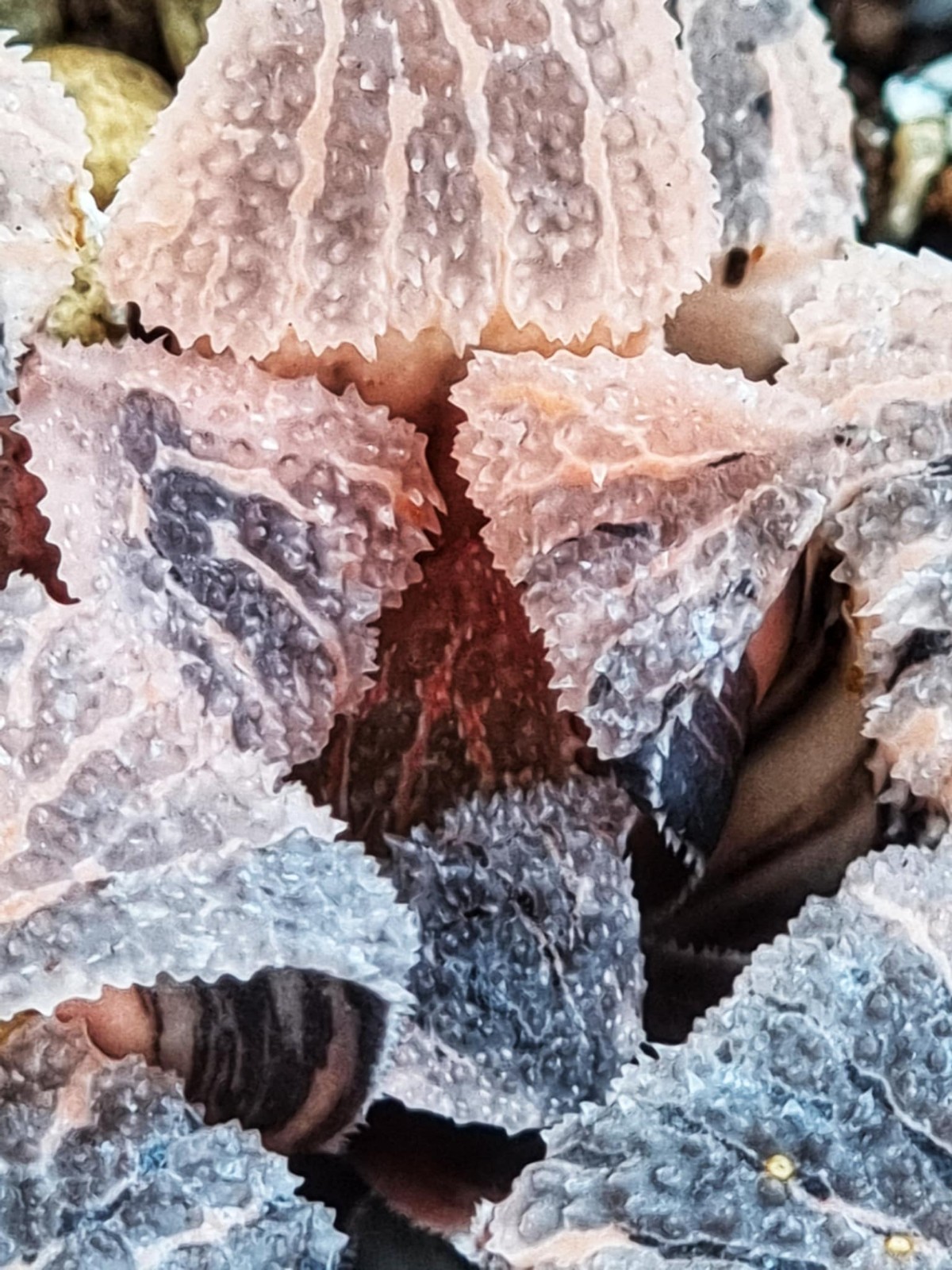็Haworthia Yoroi Variegate Rare Live Plant_Succulents_EU Seller