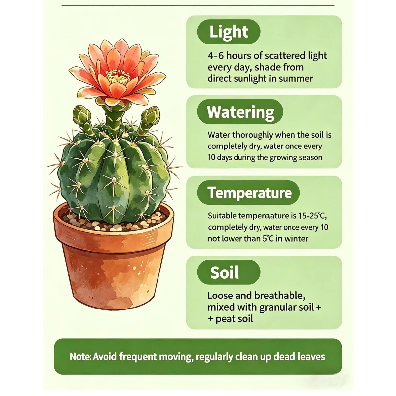 Gymnocalycium baldianum Chin Cactus Cactus Cacti Succulent Real Live Plant