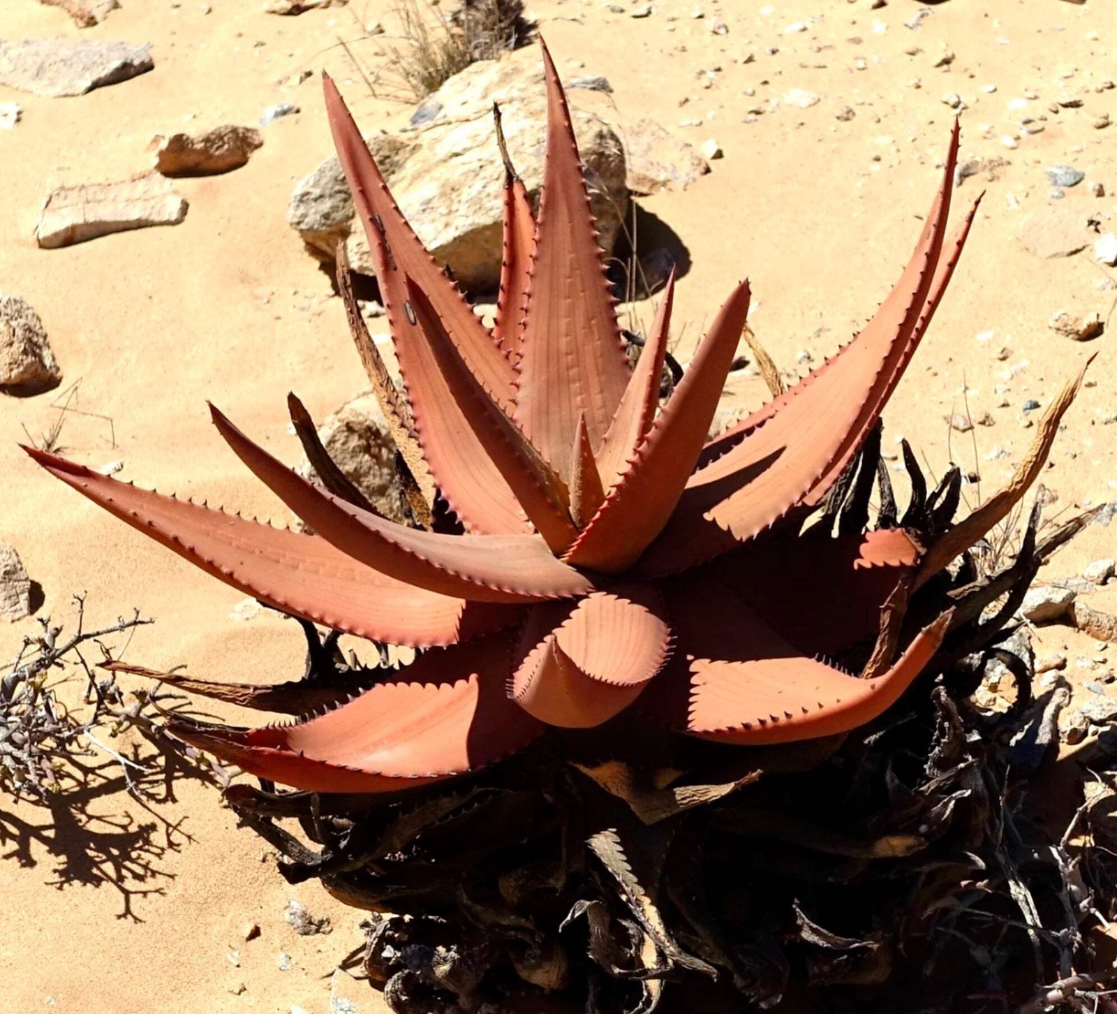 Aloe striata SEEDS – Coral aloe | Striped aloe