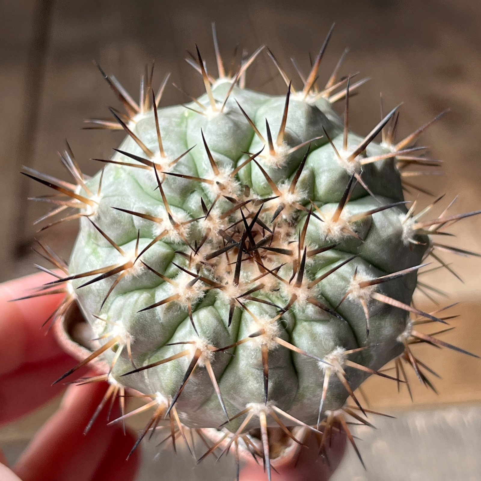 A28-1168 Copiapoa cinerea, HR1024, El Griton, Black spine, dark body, white coat