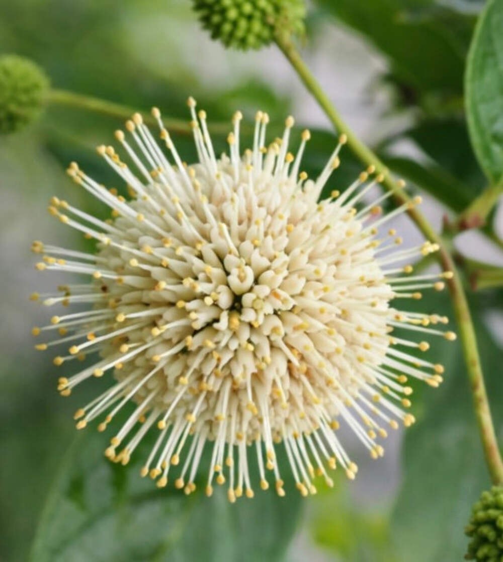 Cephalanthus occidentalis – Buttonbush | Honey-bells