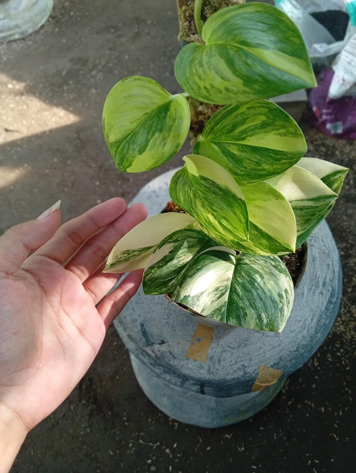Real Picture Scindapsus Rubicon Variegated Rare Plant