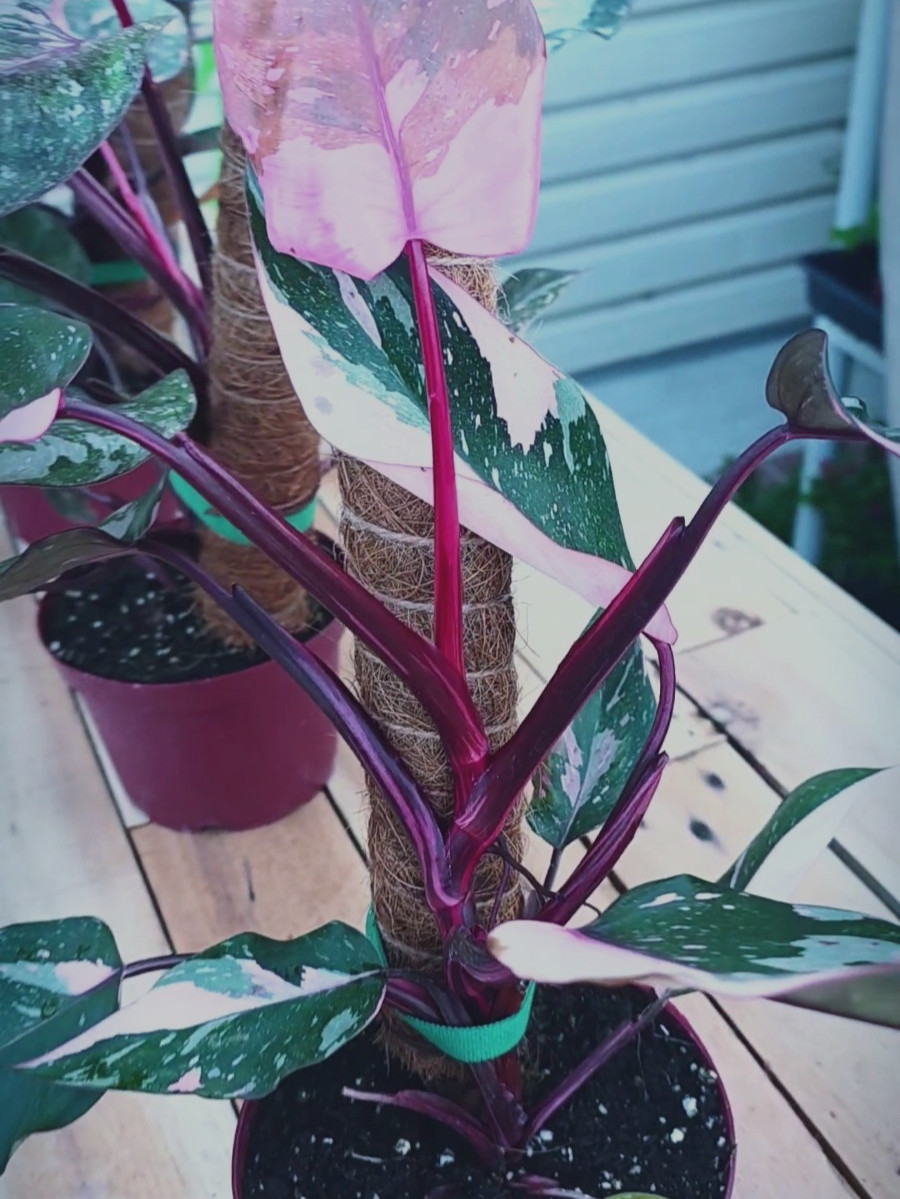 Pink Princess ‘Marble Galaxy’ 6 inch pot “Pick your 6″ pot from video”
