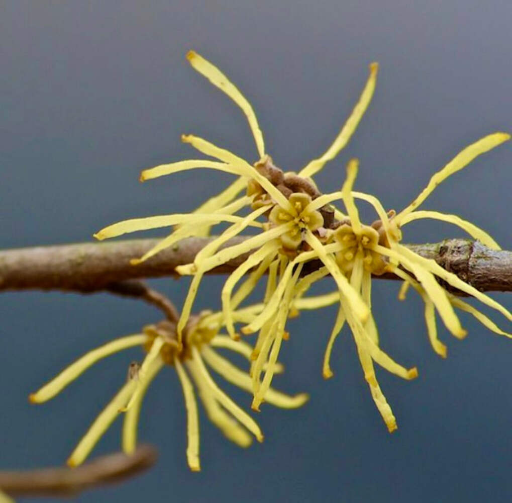 Hamamelis virginiana – American witch-hazel | Common witch-hazel