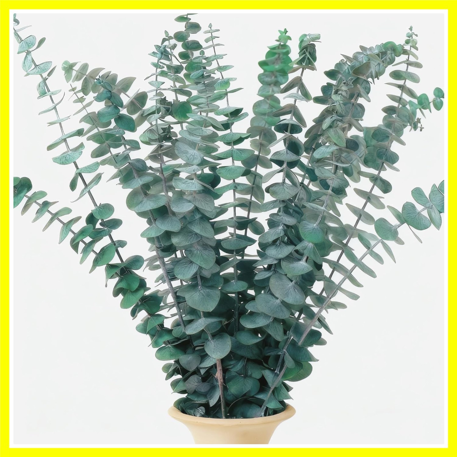 16 PCS Dried Eucalyptus Stems, 17″ Real Preserved Eucalyptus Bouquet for Wedd…