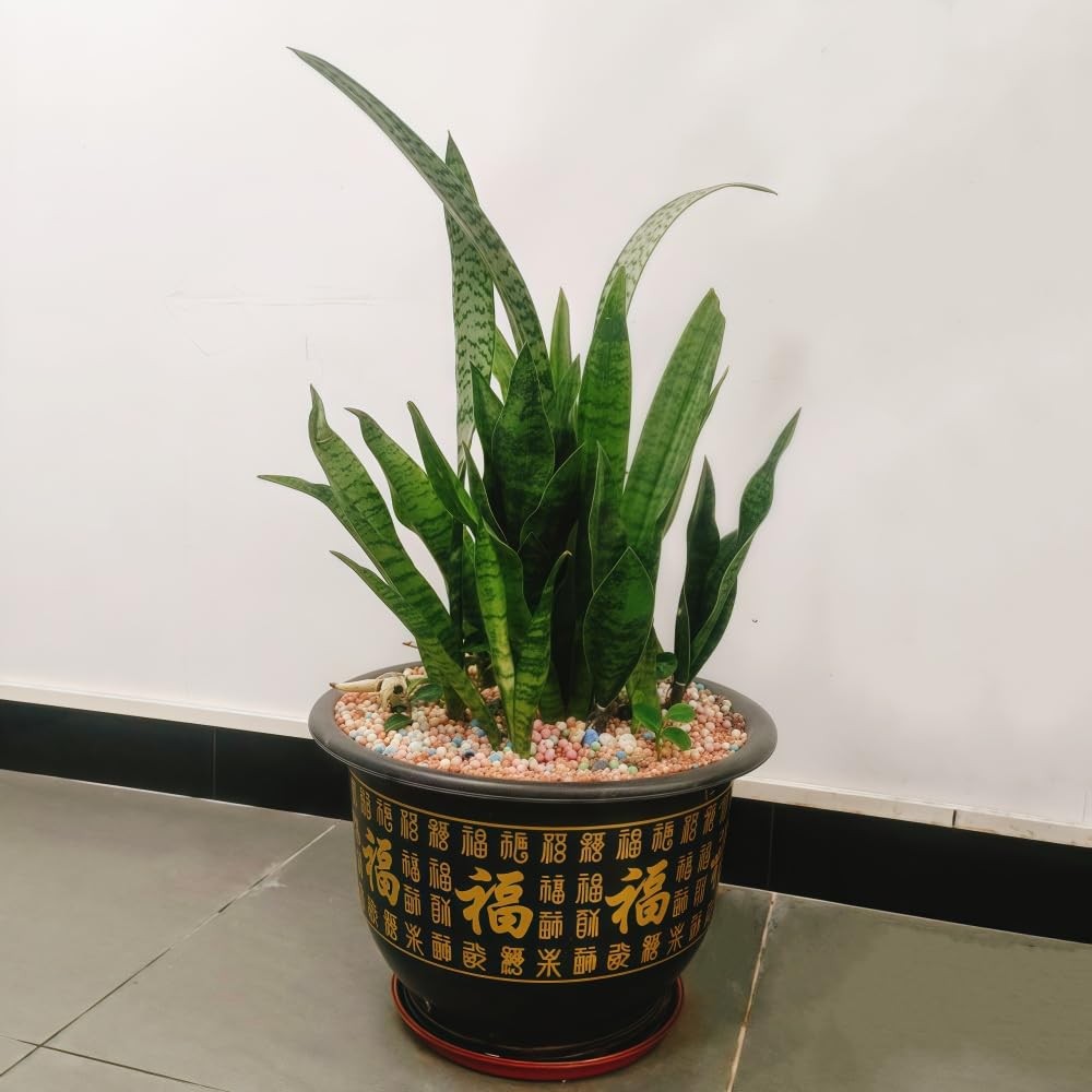 XZJMY Artificial Snake Plants 3Pcs Faux Sansevieria Plant Faux Silk Agave,3 S…