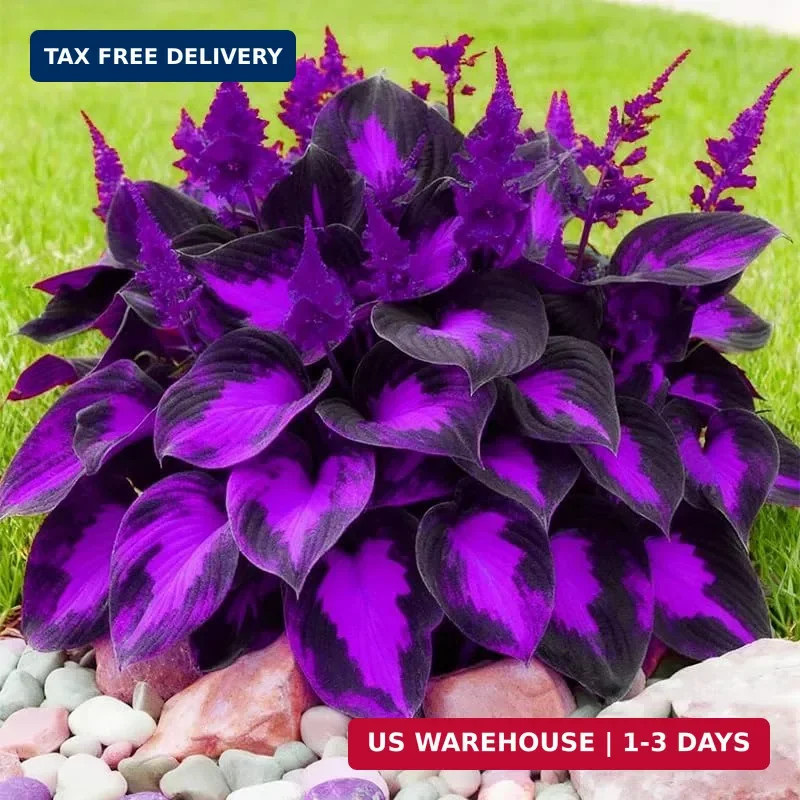 315+ Perennial Mix Color Hosta Seeds for Planting in Outdoor Garden – Shade Tole