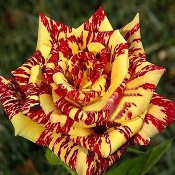 10 ROSE TIGER STRIPE SEEDS rare hybrid dragon flower garden USA SELLER W/TRACK
