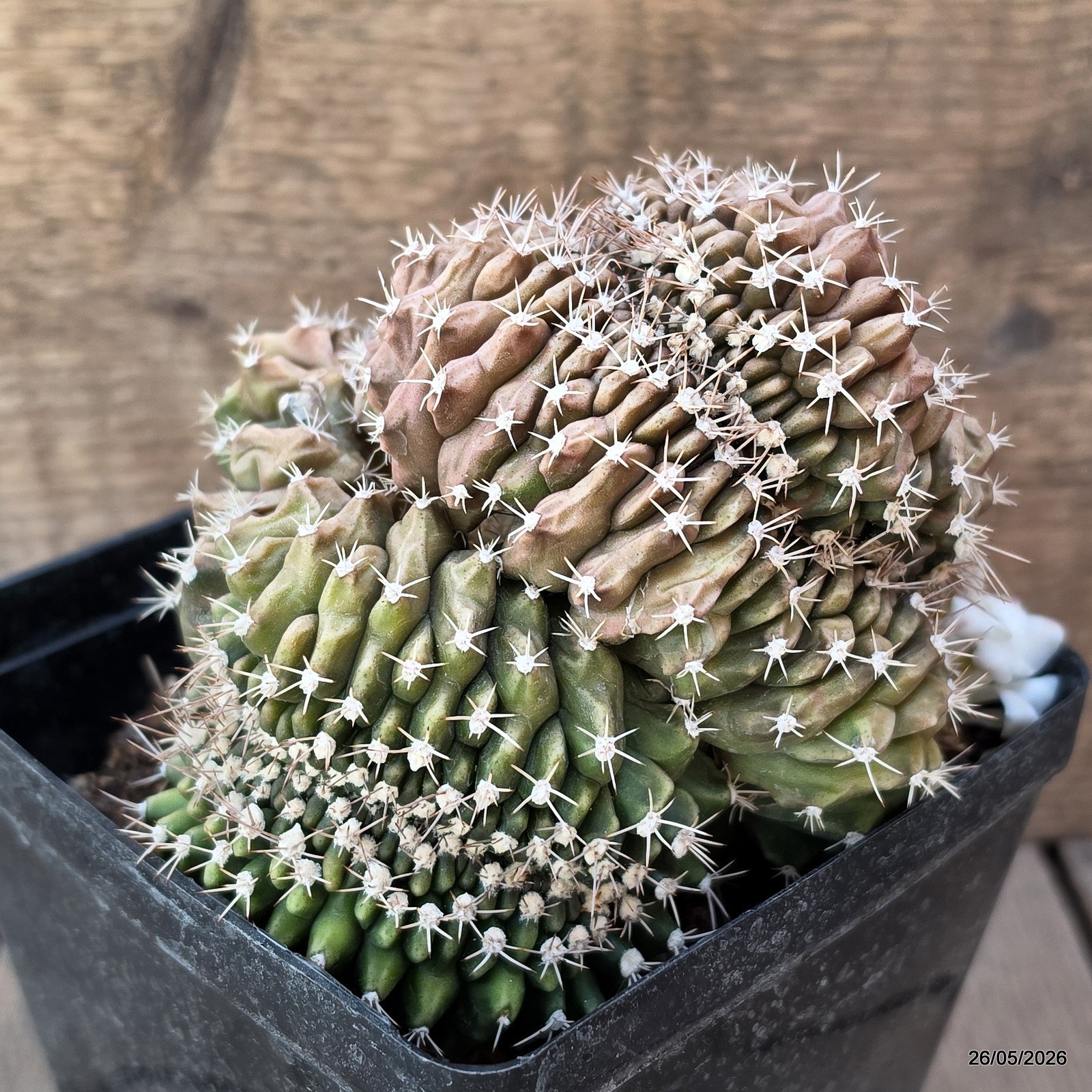 A7893 GYMNOCALYCIUM MIHANOVICHII CRESTED pot12-H11-W12,5 cm MaMa Cactus