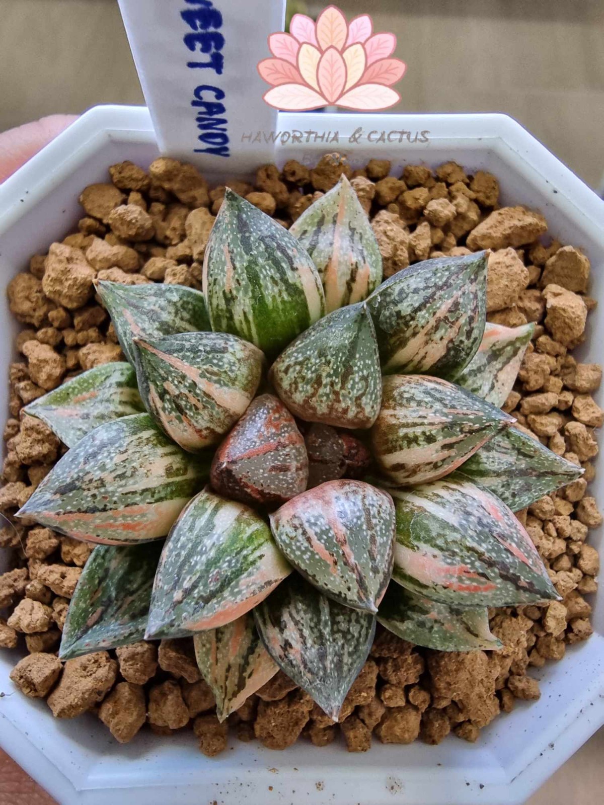 ็Haworthia Sweet Candy Variegated Rare Live Plant Unique Succulent EU Seller