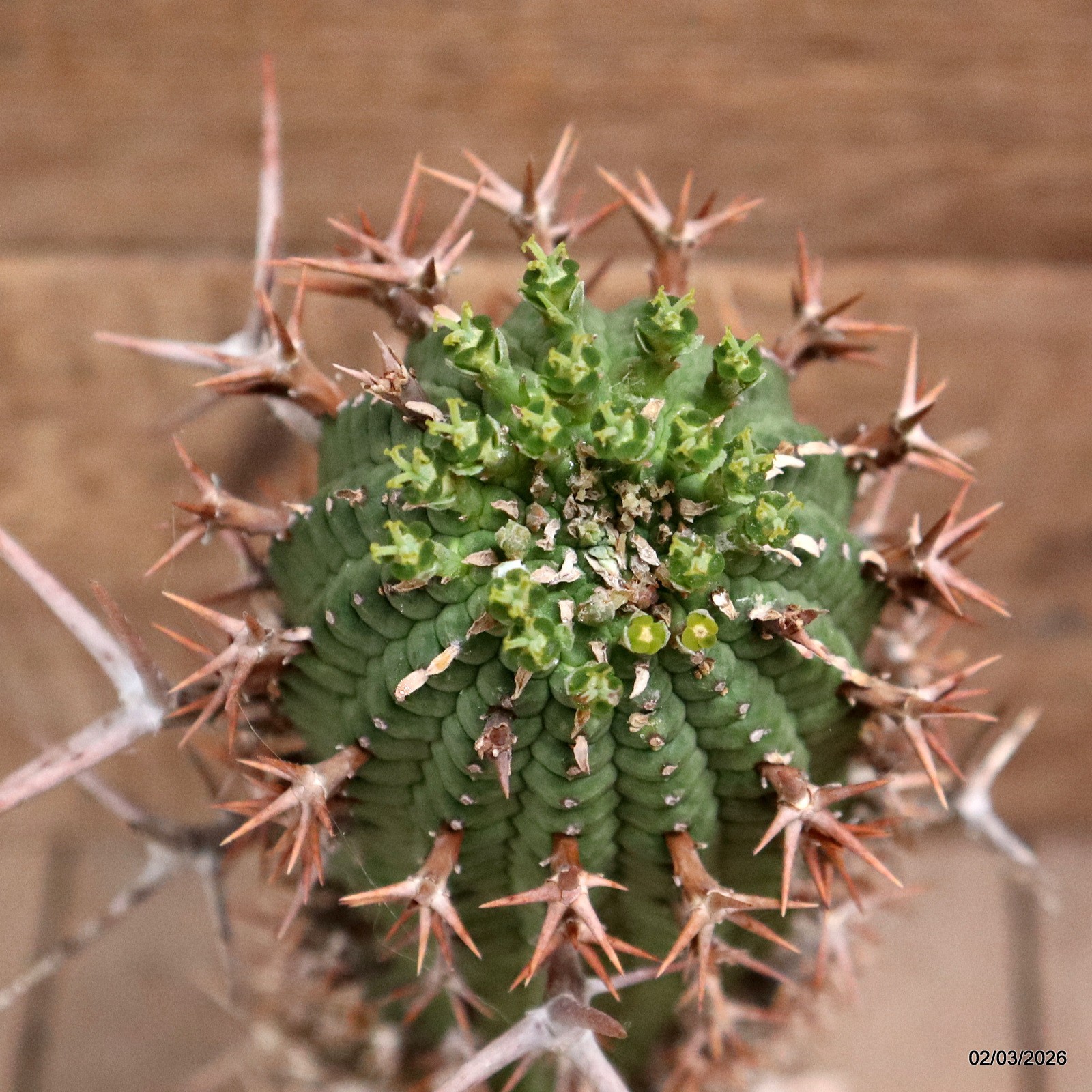 D7935 EUPHORBIA STELLISPINA pot8-H30-W7 cm MaMa Cactus