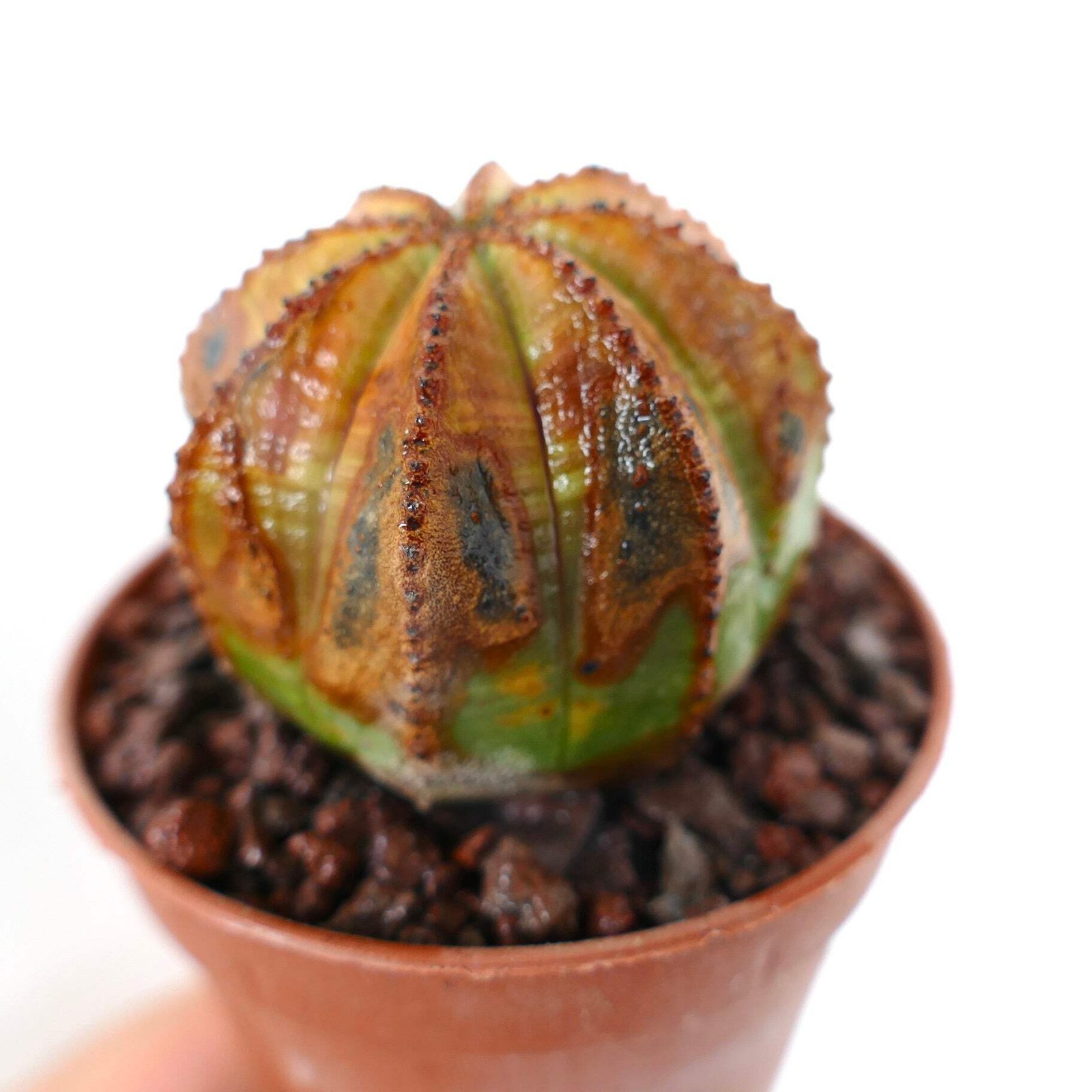 Euphorbia obesa UNUSUAL MARKS SS33 – Baseball plant | Basketball plant
