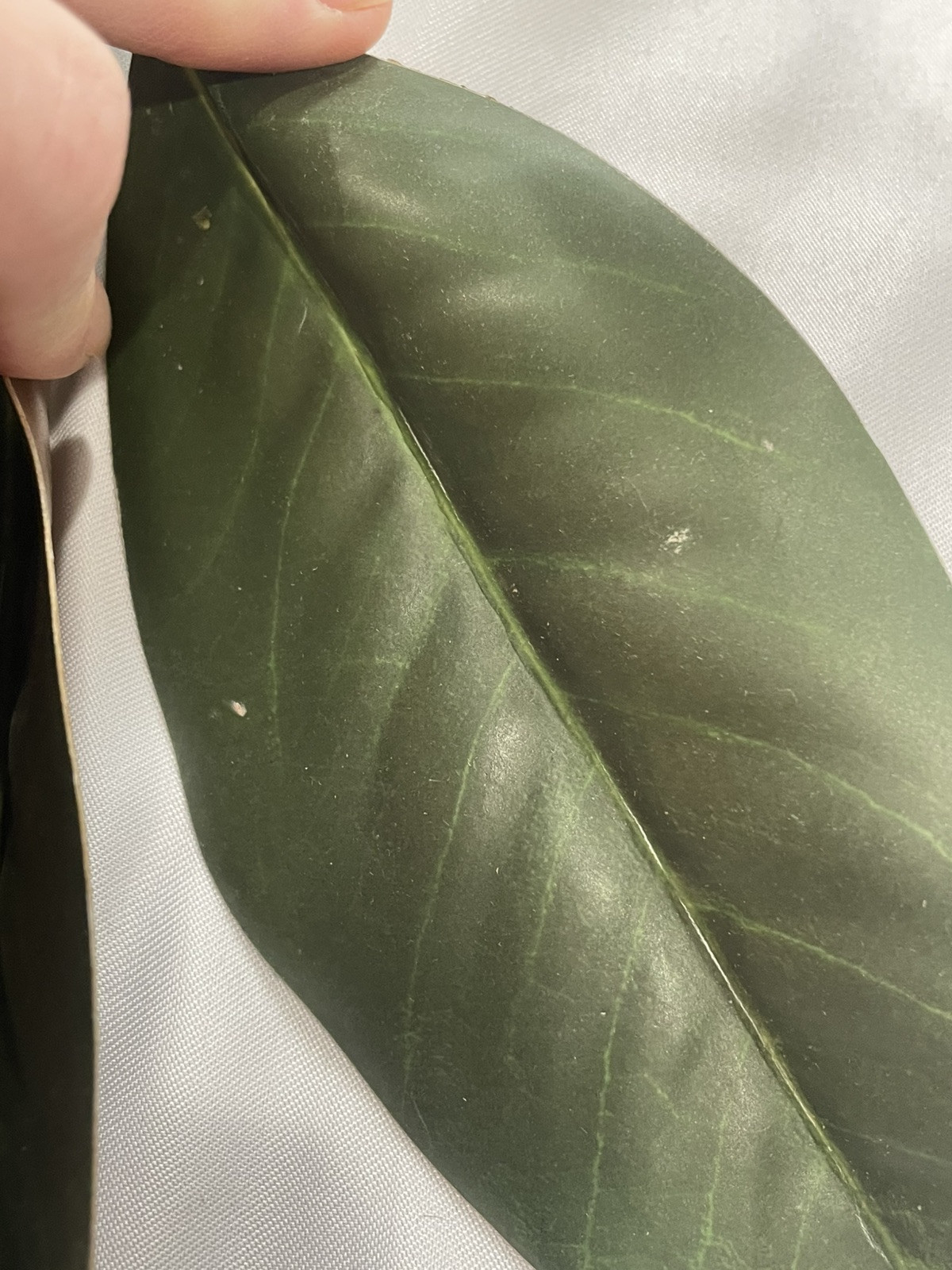 3 Pcs Magnolia Artificial Leaves Branches Faux Magnolia Leaf with Long Stems