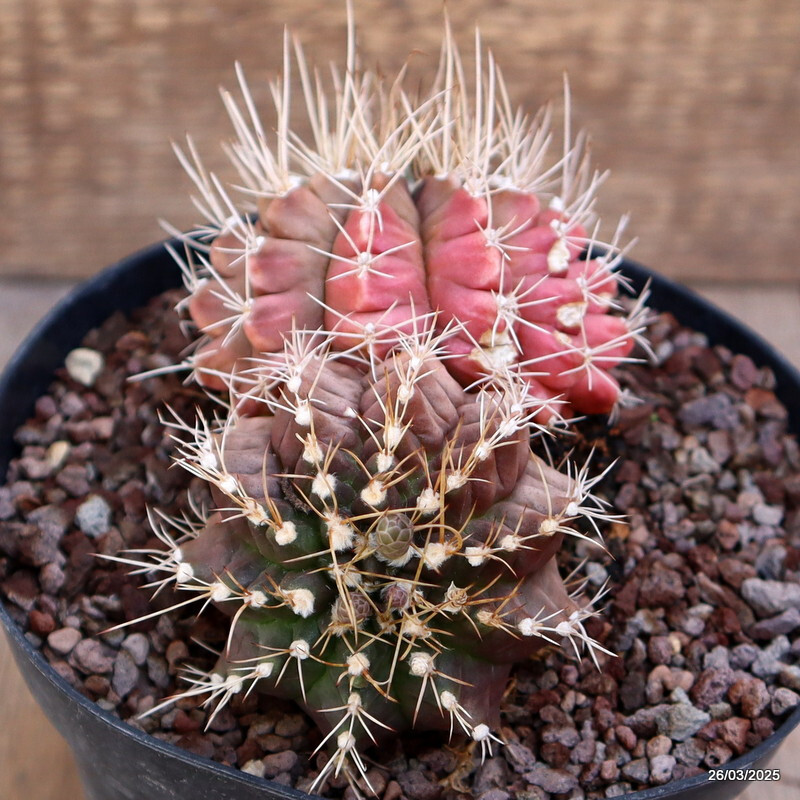 A7123 GYMNOCALYCIUM MIHANOVICHII MULTICOLOR pot14-H8-W12 cm MaMa cactus