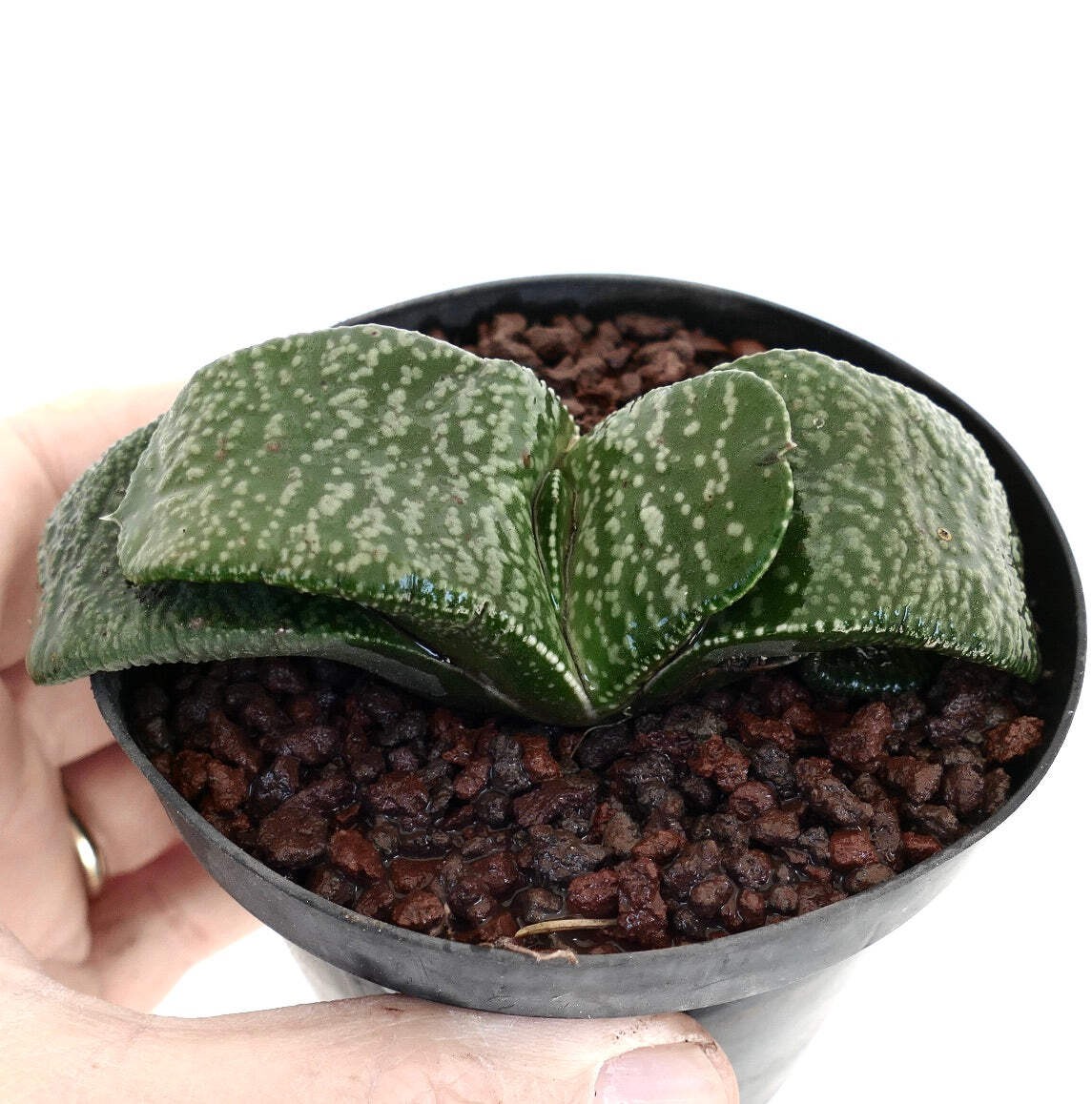 Gasteria armstrongii FAT & STRONG LEAVES (DE LONGHI) – Armstrong’s gasteria | Ar