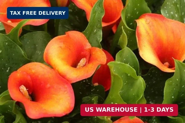 Mix Calla Lily Seeds, 150+ Pcs Mixed Color Perennial Zantedeschia Flower for Con