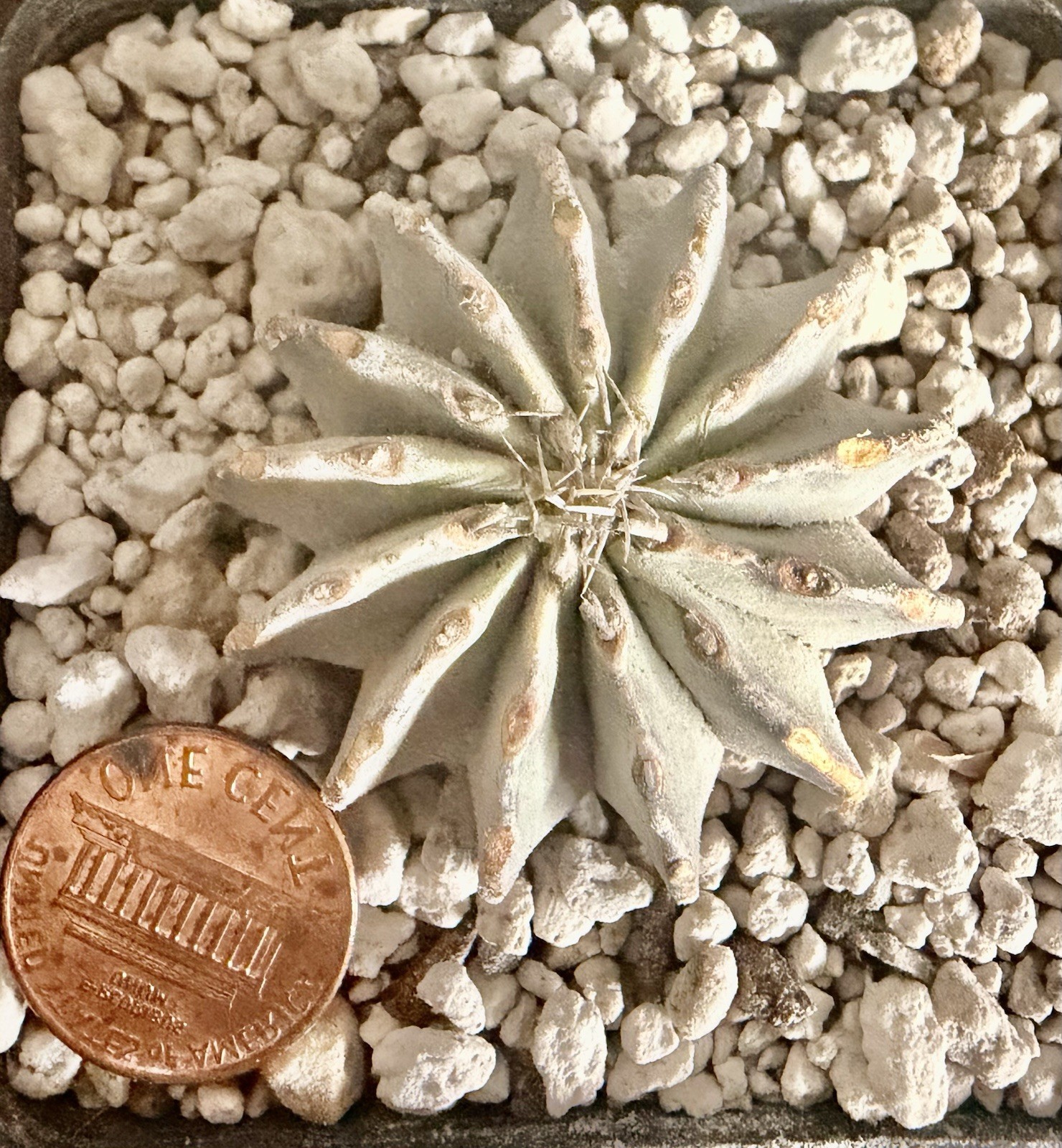 Geohintonia mexicana / cactus / rare