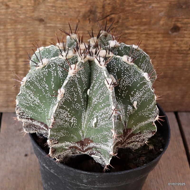 D4959 ASTROPHYTUM ORNATUM pot14-H13-W14 cm MaMa Cactus