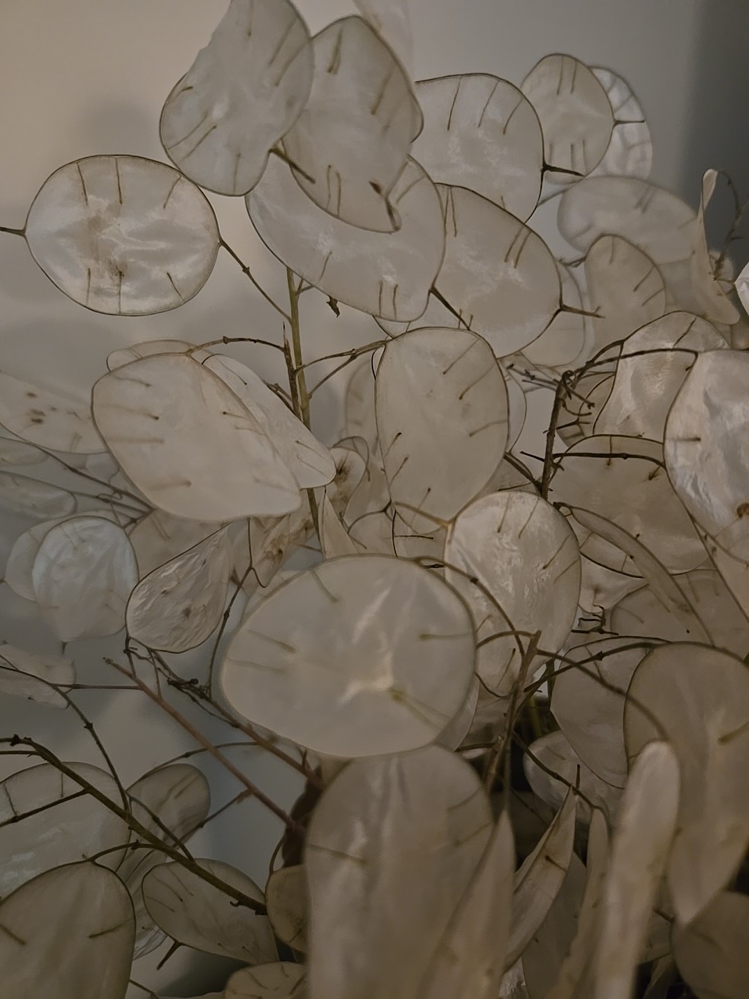 Dried Lunaria Moonwort Honesty Silver Dollar Plant Stems & seeds, 9- 12″ Stems