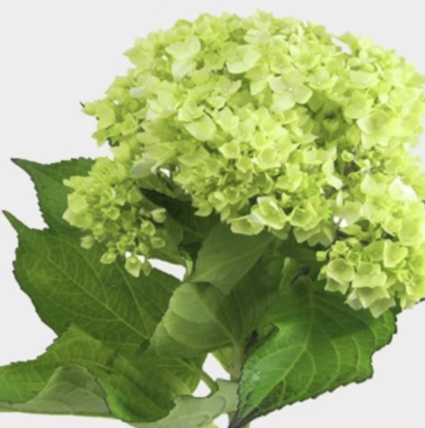 Box of 60 fresh Mini Green Hydrangea – Premium Quality Bulk Flowers