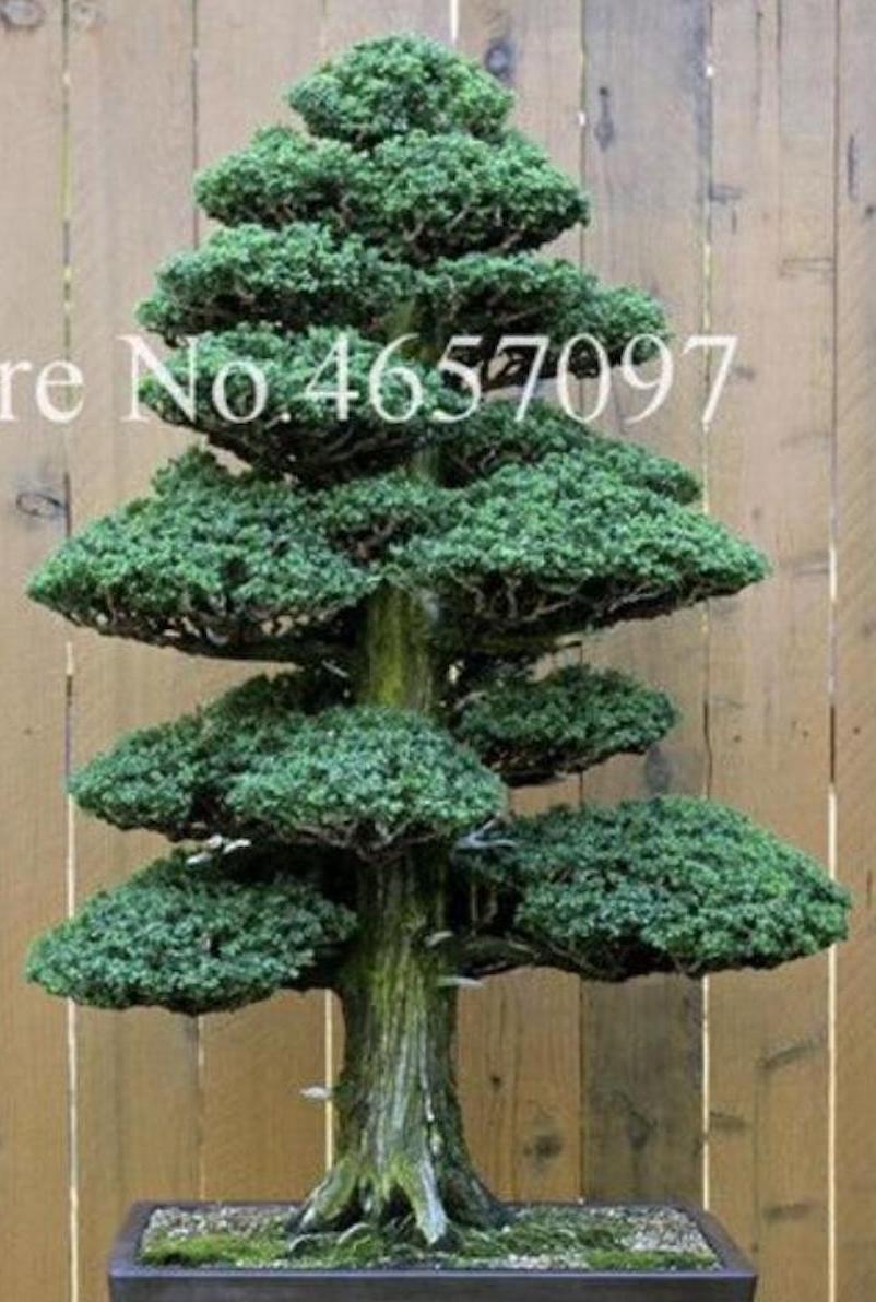 (10) BONSAI PINE TREE SEEDS rare exotic home garden mini dwarf USA SELLER TRACK