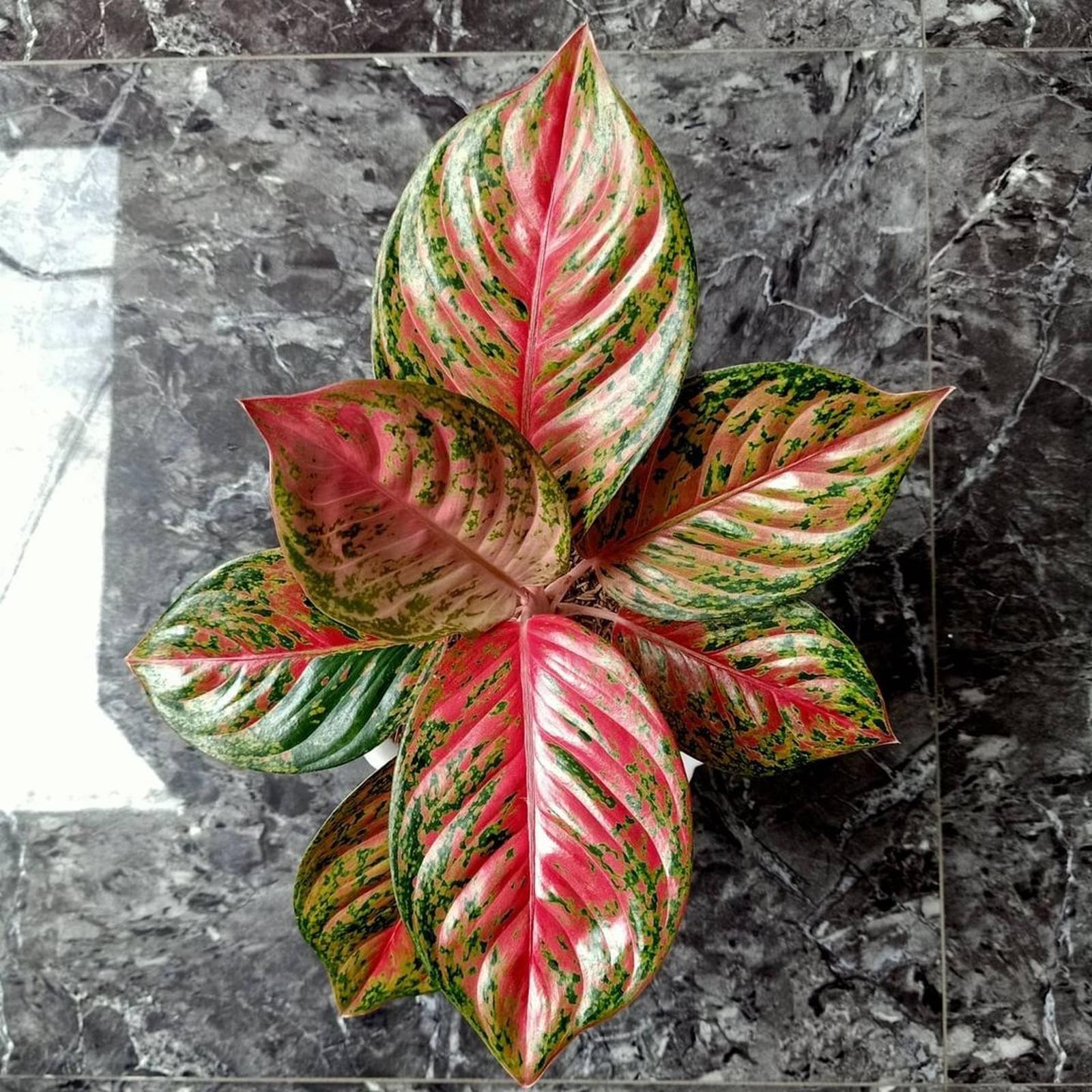 Aglaonema Yohana – Red Patterned Foliage Live Plant Grow in Pot