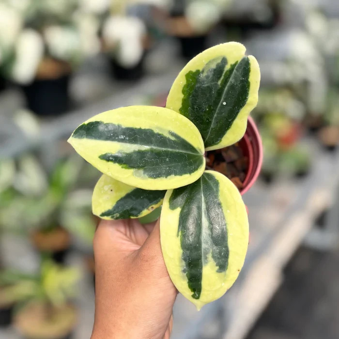 Real Pict Hoya Latifolia Albomarginata Round Leaf Rare Plant